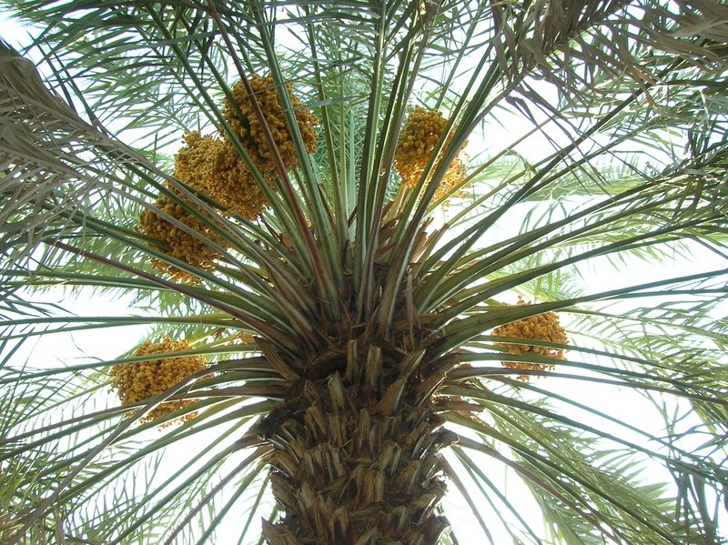 Файл:Date palm with fruits.jpg