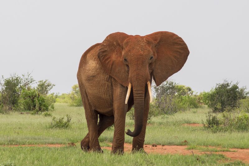 Файл:Wildlife Elephant.jpg