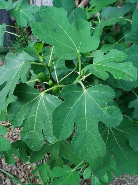 Файл:Ficus carica mit Fruchtansatz.JPG