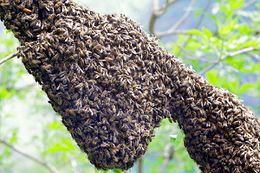 Swarming.jpg