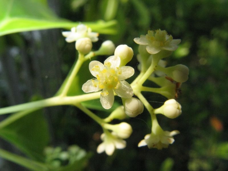 Файл:Cinnamomum camphora6.jpg