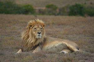 Lion pose (6649531395).jpg
